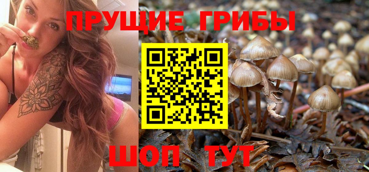 Псилоцибиновые грибы Psilocybe Курчалой